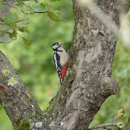De Ole -swalbennest Apartmán
