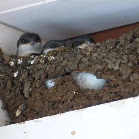 De Ole -swalbennest Apartmán Lutjenholm