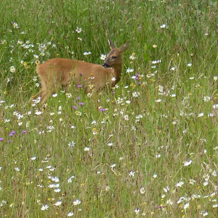 De Ole -swalbennest Lutjenholm